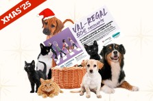 SORTEIG NADALENC de Cambridge School